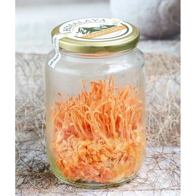 Đông Trùng Hạ Thảo Tươi (60 gram)