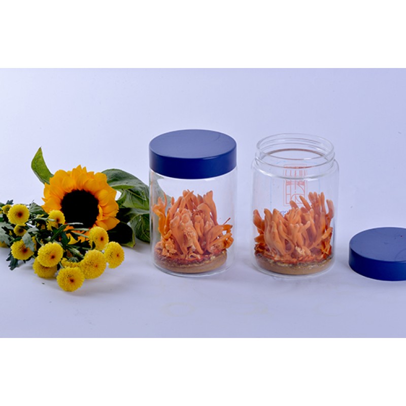 Đông trùng hạ thảo Trường Sinh tươi